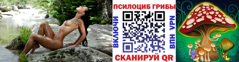где найти   Чухлома  Псилоцибиновые грибы Cubensis 
